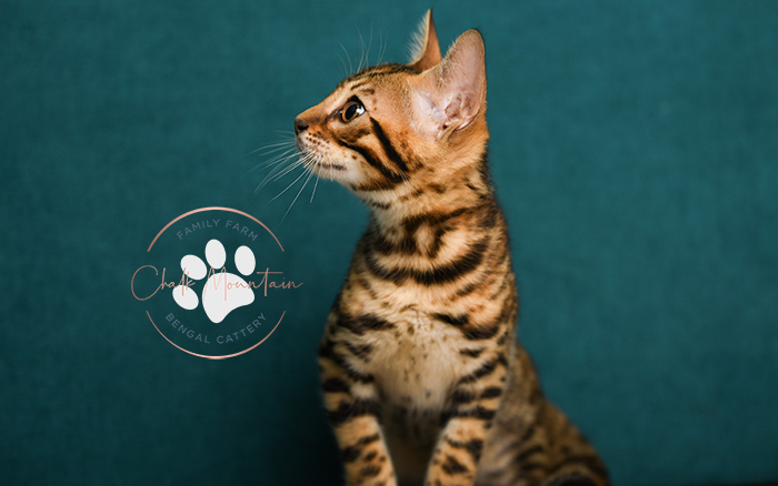 Bengal kitten for sale